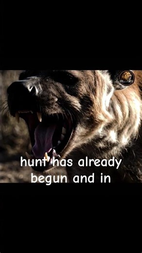 The Night Belongs to the Hunter || Hyena Stalk #wildlife #animals #hyena
