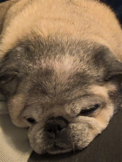 #seniorpug