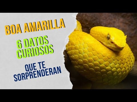 "Boa Amarilla: 6 Datos Curiosos que te Sorprenderán"