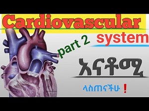 Heart conduction system : cardiac output: heart sounds: cardiac muscles : heart electricity