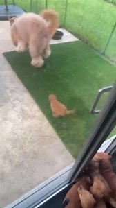 Brodie doesn’t realize how big he actually is… #goldendoodle #goldendoodlepuppy | Brodie That Dood