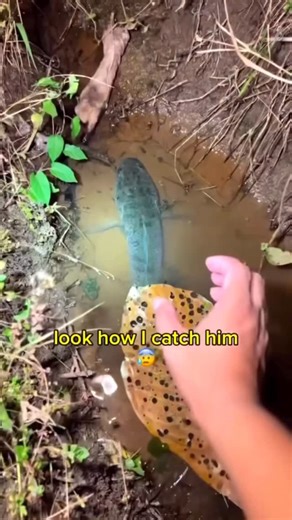 VÉTUS MILTON | What ? 😱 By @vetus_milton_ | Instagram