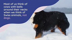 11 Swiss Dog Breeds (With Pictures!)