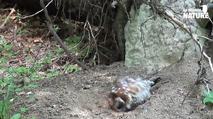 #LaMinuteNature 🌲 Pour ce nouvel épisode, découvrez la gélinotte des bois, un oiseau invisible et discret, à travers une immersion dans la nature du Jura : minutenature.net 🐔 Julien a rendez-vous avec un ornithologue pour partir à sa recherche. Bon visionnage ! | La Salamandre