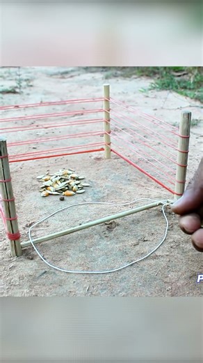 New Unique Bird Trap Amazing Quick Bird Trap Make From Rubber And Wood