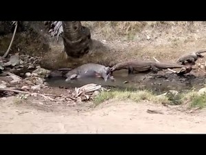 Komodo Dragon Eating Buffalo alive