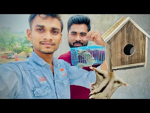 Sugar Glider Breeding Setup 🏠|| Sugar Glider Breeding Cage 🐭||
