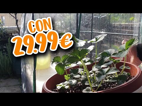 SERRA IDROPONICA FAI DA TE