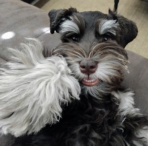 Copper Star Ranch Schnauzers