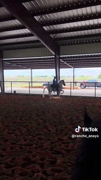 El Guero!! #Texas #Andalusian #Ibero #RANCHOANAYA
