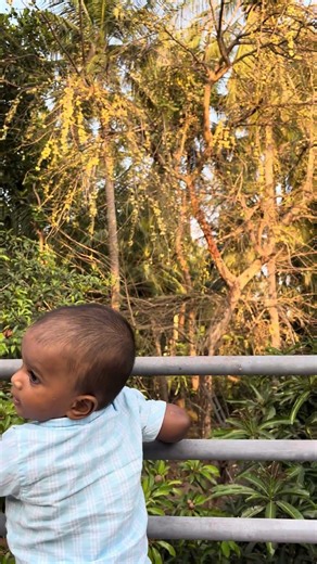 Our Big Amla Tree Lost All Its Leaves… But It’s Still Full of Fruits! 😲🌿