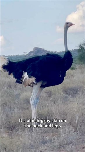 Somali Ostrich Explained | Africa’s Blue-Necked Ostrich #kenya #wildlife #safarilife