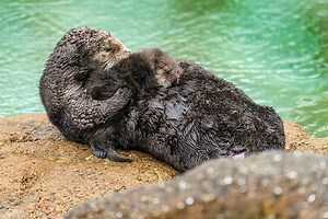 Wild Sea Otter Births Pup Inside Monterey Bay Aquarium