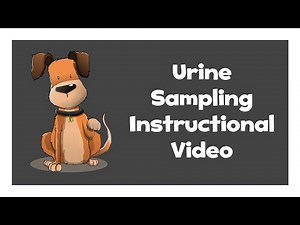 How to take a urine sample from your dog - Generation Pup Instructional Video