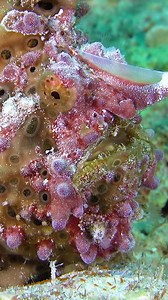 122K views · 4.1K reactions | Green warty frogfish walking wp OpiSK #nature #Ocean #fish | PreeOcean | Facebook