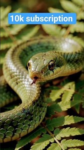 🐍 From Egg to Young Snake | Amazing Snake Life Cycle Explained#shorts# #animals # #nature #wildlife