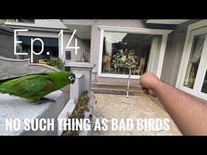 No Such Thing ad Bad Birds | Ep. 14 - Basic daily training with Hahns Macaw. Recall & trick training