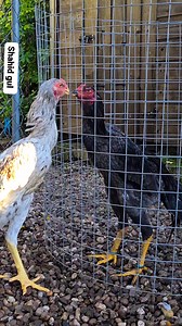 MashAllah young shamos roosters coming up nicely Shahid gul Shamo UK 🇬🇧🇬🇧🇬🇧 #everyone | SHAMO UK