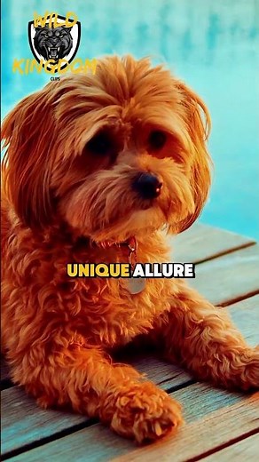 Meet the Fluffiest Dog Friend Ever!