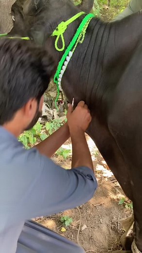 Milk fever.treatment rengar 500ml inj fasfan cynocob amivicom milfon c 250 ml loxin ##fyp #dontunderreviewmyvideo #onfreeze_myaccouny