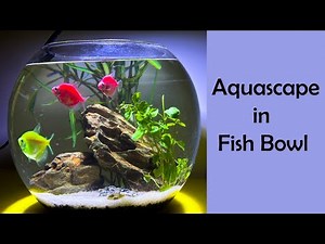Aquascape in Fish Bowl | Planted Aquarium Setup in Bowl for Beginners