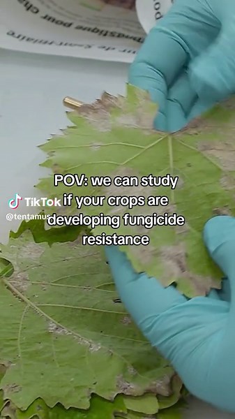 Analyzing Downy Mildew in Vineyards: Our Lab Process