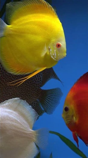 The Captivating World of Albino Pearl Diamond Discus Fish