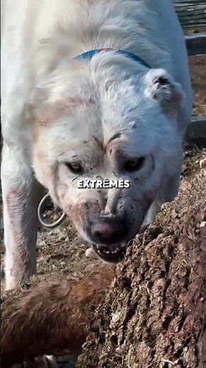 Top 5 most robust farm dogs