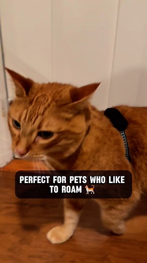 From smart to genius — the all-new Fi Mini is changing pet parenting forever. | Fi