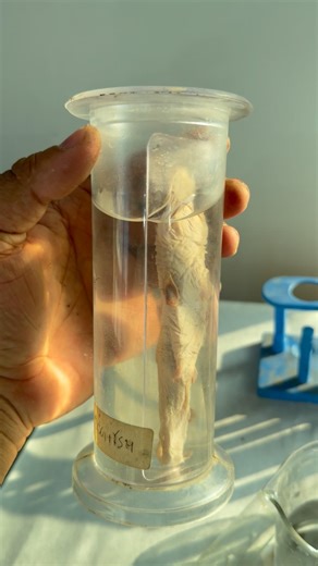 Chemistry of Formalin: How Bio-Specimens Are Preserved for Years