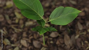 Plants Growing Trees Cgi Animation. Animated Growth of Plants and Trees. Witness the captivating CGI animation as plants and trees sprout and flourish, showcasing the wonder of nature's growth