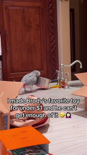 Make a parrot toy with me for under $1! Brody has two favorite things, trying to throw items off my counter onto the floor, and making noise and I made a toy that covers both! He’s had the most fun with this toy than any other, and I recommend it for other parent owners! Oh, did I mention that earplugs are a must with this? 🤣🤣 ##africangrey##thrift##toys##parrot