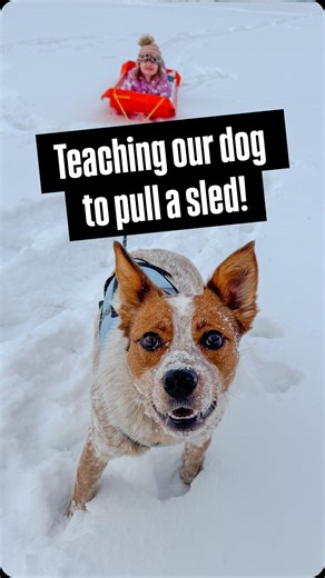 Introducing our 1 year old cattle dog/aussie/border collie mix Lollipop to pulling a sled! Our 3 daughter wanted to be the test subject 😆🛷❄️☃️ Lollipop was SUPER nippy as a young pup, but was able to work out of it pretty quick for her breed mix. This however, unleashed the beast a little again 😂 that’s okay! We know how to work around it and show her what else to do so it doesn’t turn into an issue 😉 #sleddog #cattledog #minnesota #dogsofinstagram #mansbestfriend | Fairly Odd Dogs