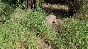 Sunshine makes me happy 🥰 My 4 year old little girl Pat Kiddy ❤ | Wombat Awareness Organisation