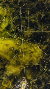 5.5K views · 41 reactions | The newest addition to our Frog lineup is...