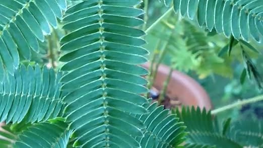 Zombie Plant in action - Zombie Plant \"Plays DEAD\" when touched