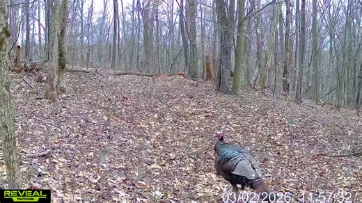 Discover the Best Trail Cameras for Turkey Hunting