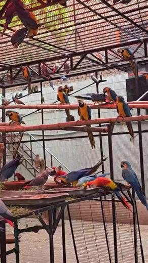 Syed Zubair Anwar (@macowbreedingfarm)’s videos with Tere Baad Nazar Nhi Aati Koi Manjil - Deepak Kurai