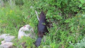 16K views · 1.5K reactions | Today’s beaver video shows a beaver standing along the riverbank and looking for yummy plants to eat. As herbivores, they eat a wide variety of greenery, but they definitely have preferences and they follow their noses to find their favourites. #wildlifephotography #beavers | Mike’s photos and videos of beavers | Facebook