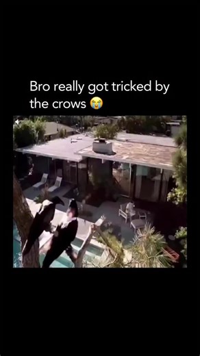 MEMES on Instagram: "These birds are just too smart 😂 In this incredibly clever and light-hearted video, we see a pair of brilliant crows playing a series of gentle pranks on a man relaxing in his backyard. It starts with the birds observing him from a nearby tree, seemingly plotting their next move. One of the crows flies down and hops right onto the man’s doorbell, giving it a solid press. The man, thinking he has a visitor, gets up and walks all the way to the front door, only to find no one