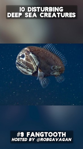 52K views · 1.9K reactions | #fangtooths are #beryciform #fish that live in the #deepsea. They have mouths that are full of long, pointed teeth. #deepseacreatures | Rob Gavagan | Facebook