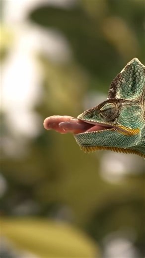Chameleons are some of the most fascinating hunters in the reptile world, and much of their hunting success comes down to their incredible tongues. Here are some interesting facts about how chameleons use their tongues to hunt: Super Long Tongues – A chameleon’s tongue can be up to twice the length of its body (excluding the tail). Imagine a human with a tongue longer than their whole height! Lightning Fast – Their tongues shoot out with extreme speed, reaching their target in a fraction of a se