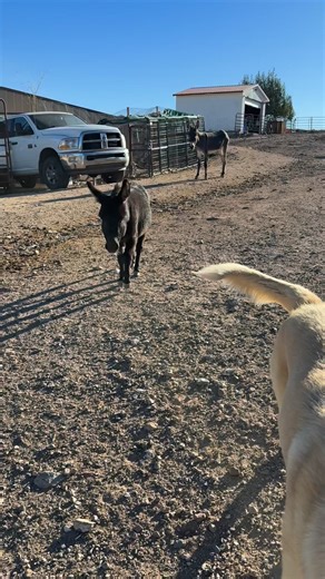 18 reactions | Our mini donkey herd Sire, Jeb, is one of the dawgs  𢡊 #minidonkey | The Second Chance Ranch | Facebook