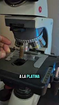 BULLET UNDER THE MICROSCOPE 🔬