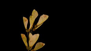 Maple Seeds, Tree Seeds, Seeds. Free Stock Video