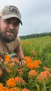 13K reactions · 20 shares | I can’t believe how showy this 4 year old native wildflower planting is!! @alwaysaspiretn #nativehabitatproject #wildflowers #plantnative #tennessee | Native Habitat Project | Facebook