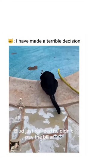 PAWS AND TOTS ✨ on Instagram: "This compilation captures the exact moment curiosity turns into regret, as cats step toward water with confidence and immediately realize they have made a serious mistake. What begins as a calm investigation quickly shifts into wide eyes, stiff paws, and the sudden understanding that the surface beneath them is very much not solid. Their reactions unfold in small but dramatic details. Tails flick in confusion, ears pull back, and bodies freeze as if trying to proce