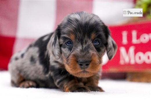 Jackie - Mini Dachshund Puppy 3C1207