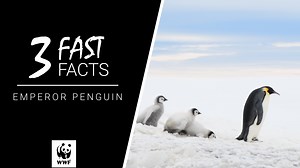 Happy #WorldPenguinDay! 🐧 Did you know emperor penguins are expert divers? The longest recorded dive was nearly 28 minutes! 🤯 | WWF-Canada