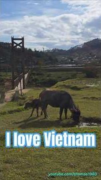 NATUR PUR! 🌲 Die magische Landschaft von Măng Đen | Vietnam 2026 | Thomas1980